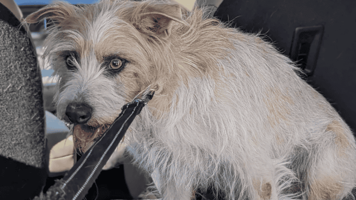 Rippy’s Remarkable Rescue From A Quarry