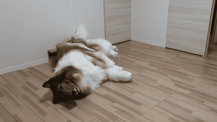 Man Transforms Into A Collie, &ldquo;A Dream Come True&rdquo;
