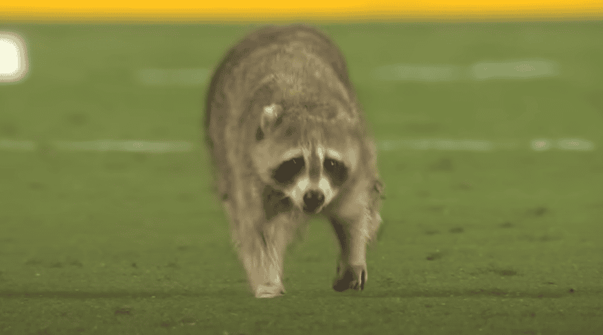 Raccoons
