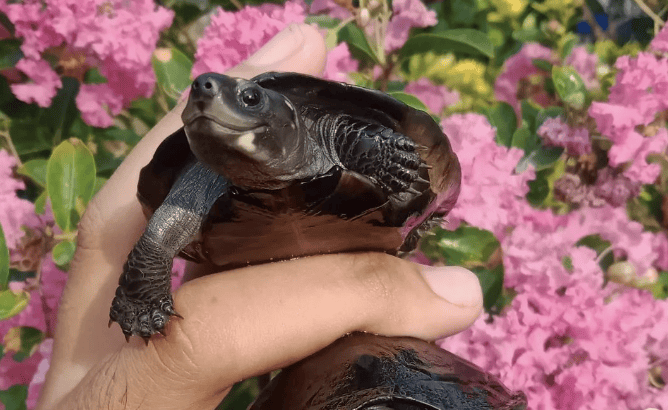 First Time Ever: ‘Super Happy’ Smiling Turtle Species Hatches in Captivity in Cambodia