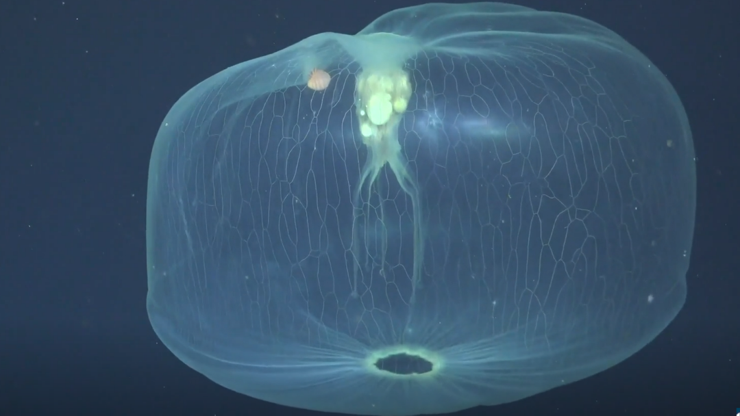 Deepstaria Jellyfish with isopod in bell