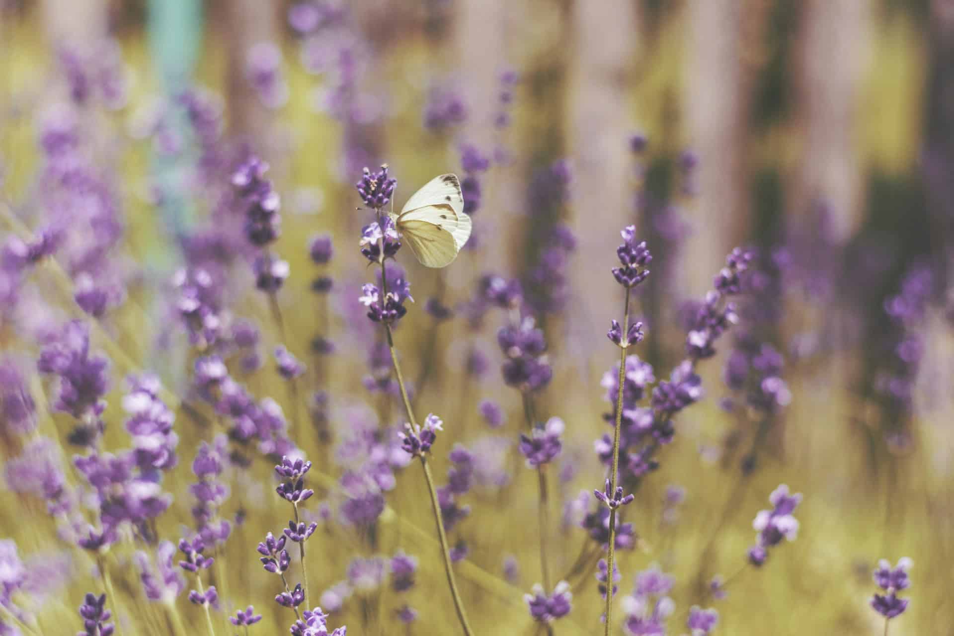 Lavender.