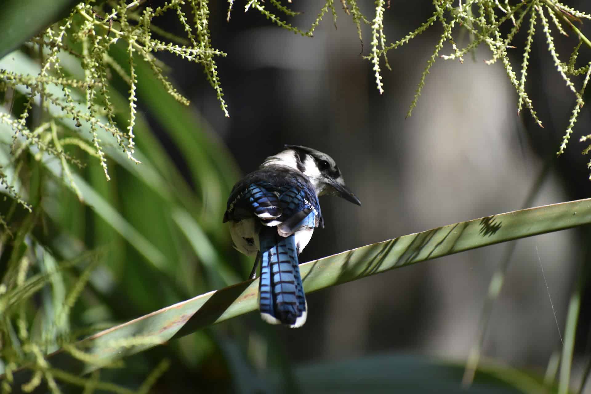 Blue Jays have a complex social structure.