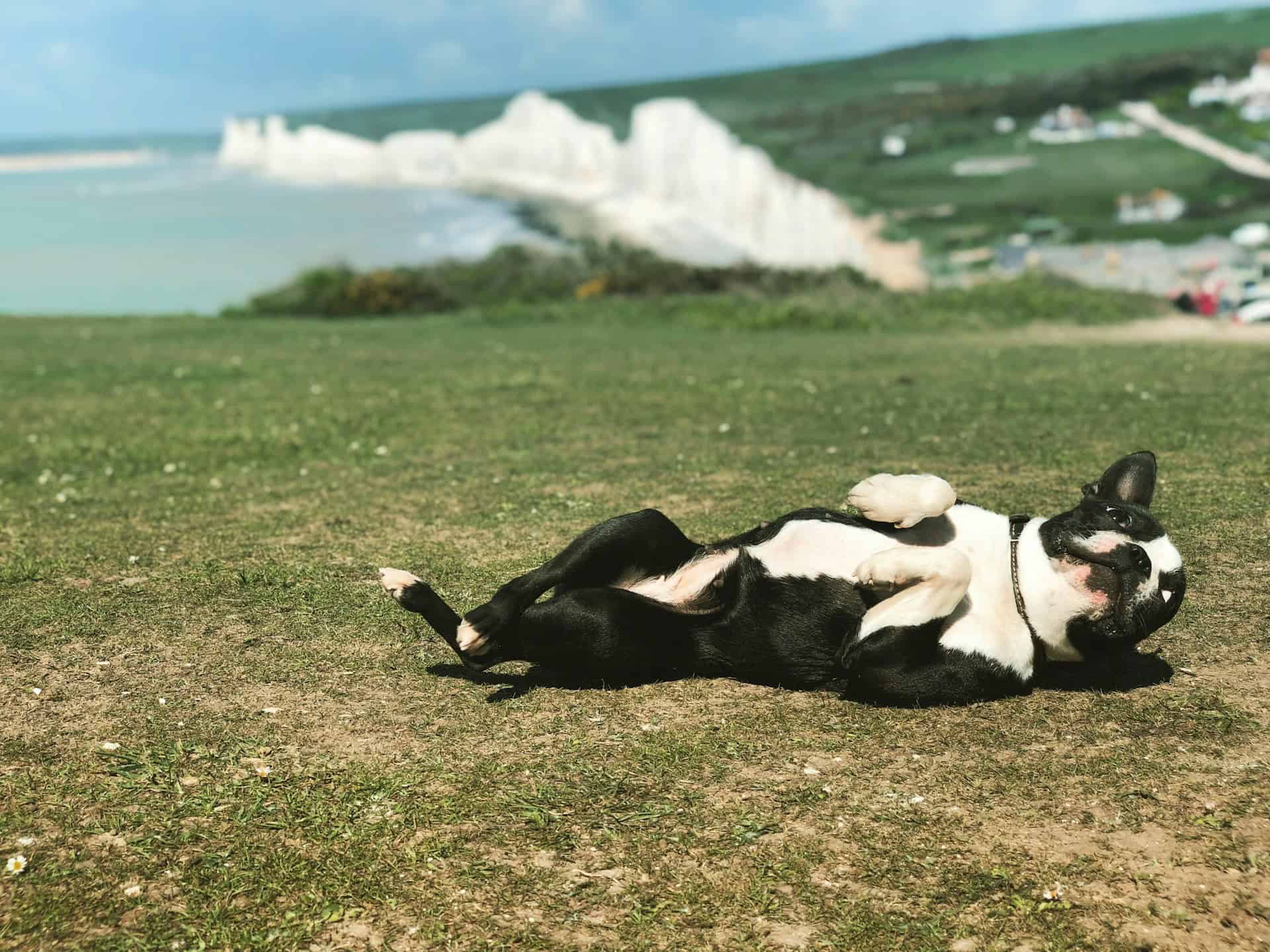 Dog rolling.