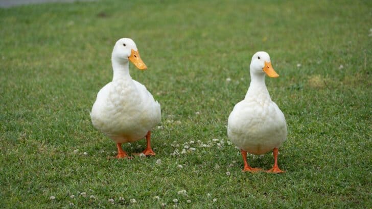 New York Rescue Duck Found Himself An Emotional Support Duck