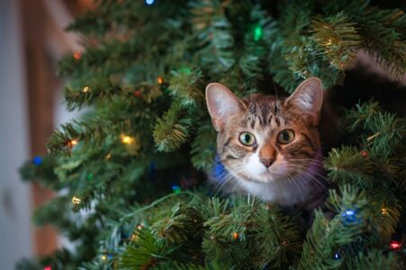 11 Best Ways To Cat-Proof Your Christmas Tree