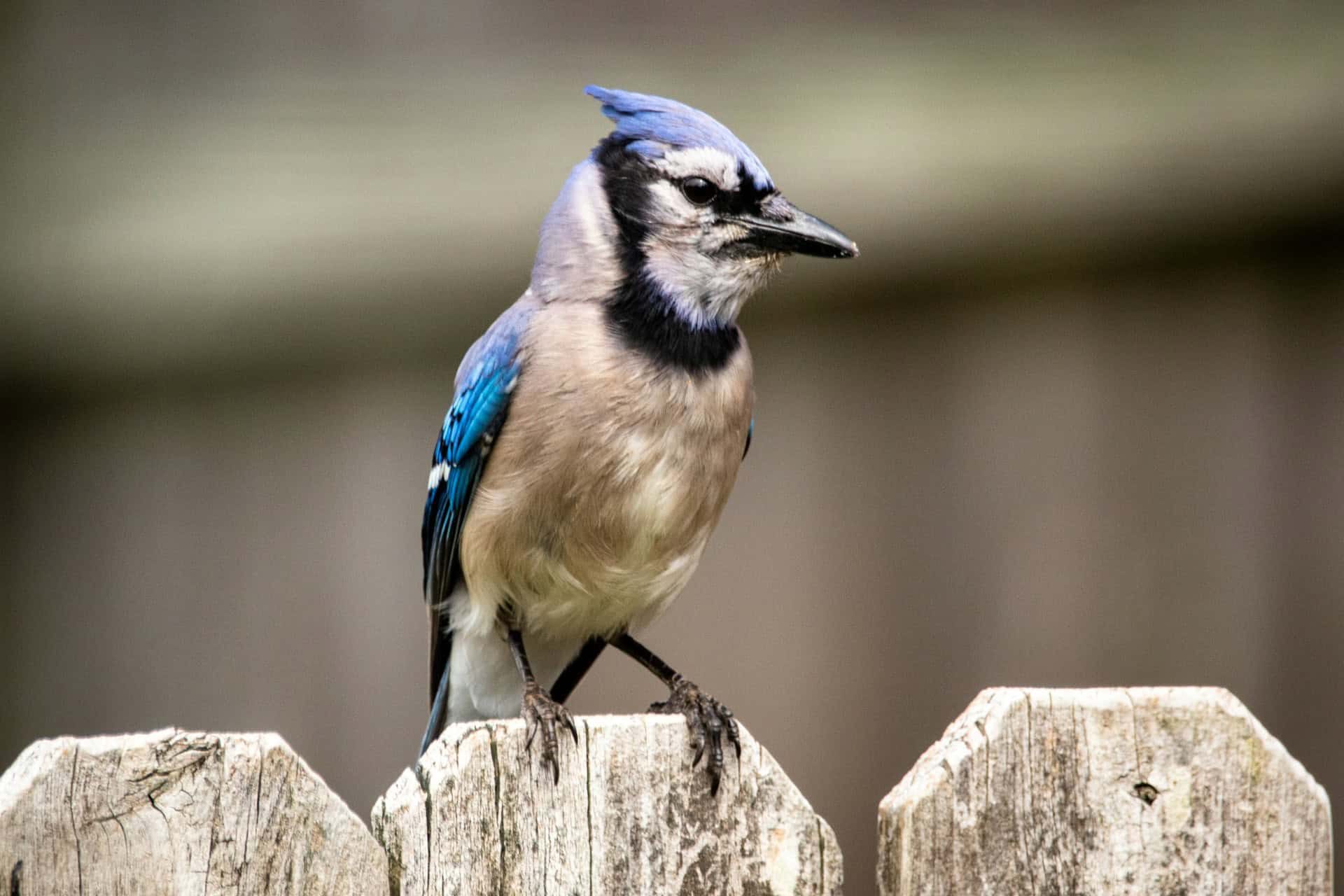 Blue jays can mimic other birds' calls.