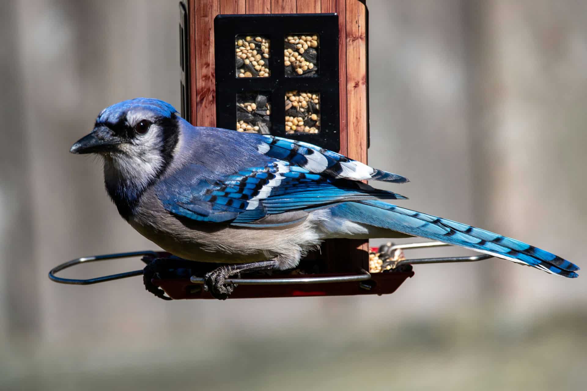 Blue Jays are native to North America.