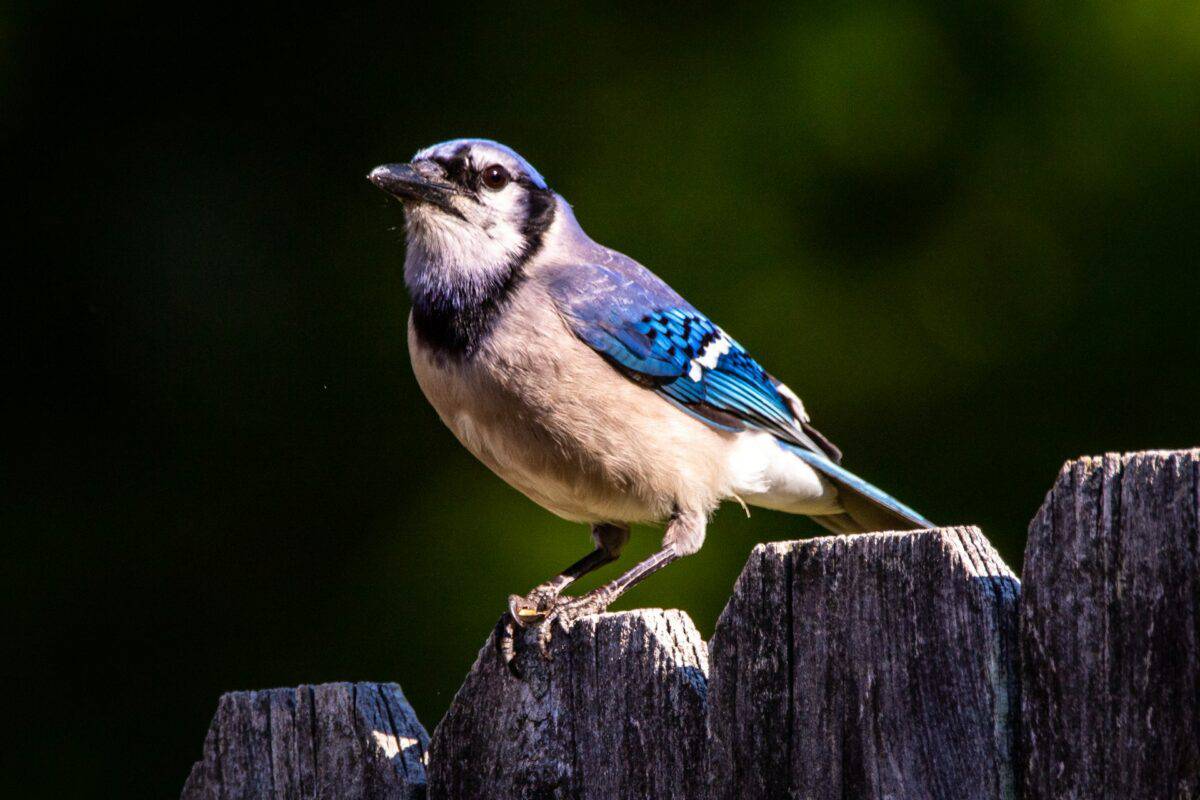 Blue jay's diet includes insects, nuts, and seeds.