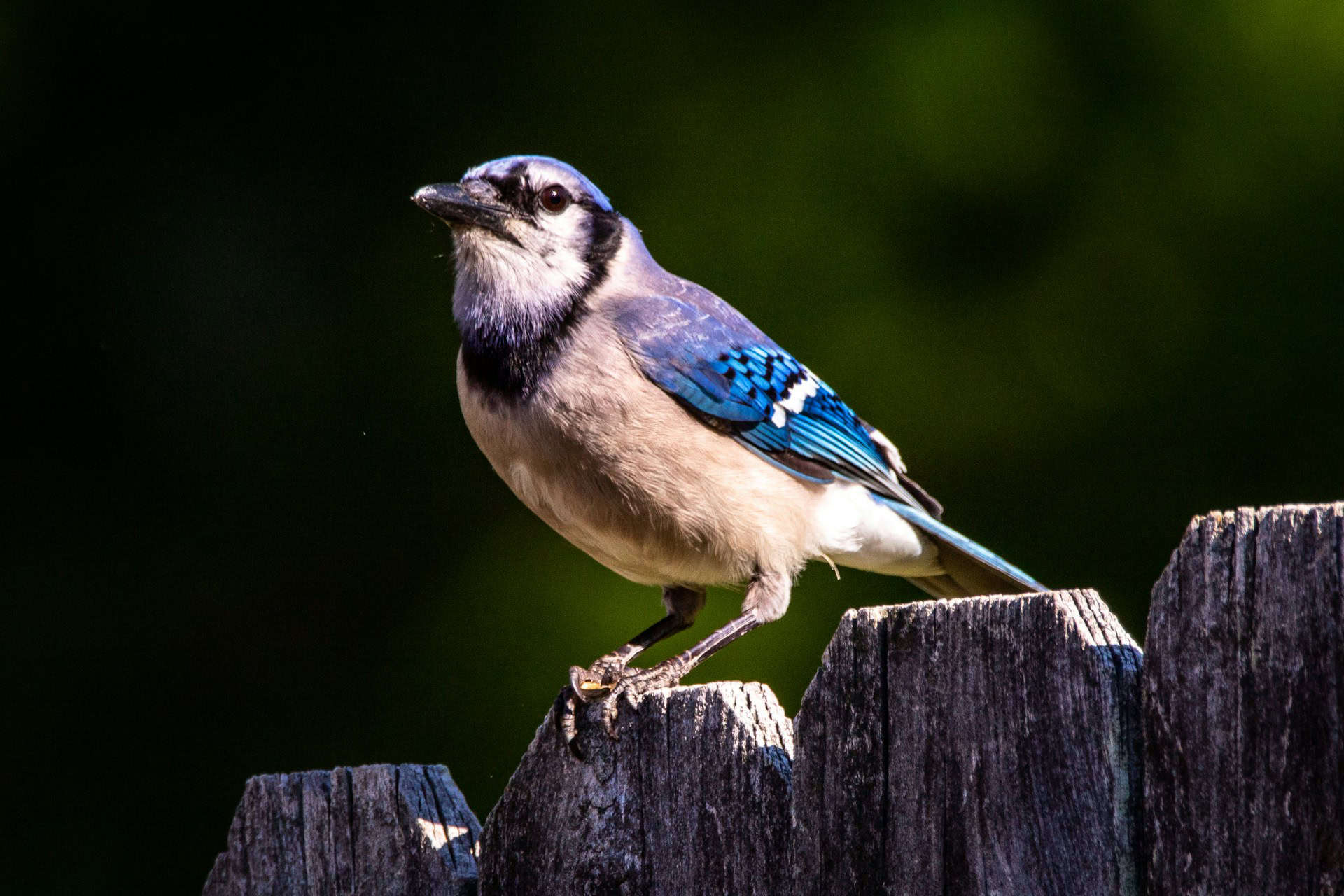 Blue jay's diet includes insects, nuts, and seeds.