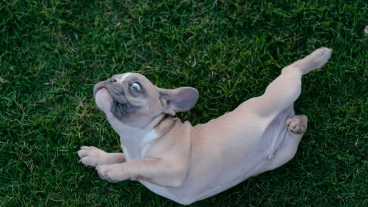 Why Your Dog Loves Rolling In Poo