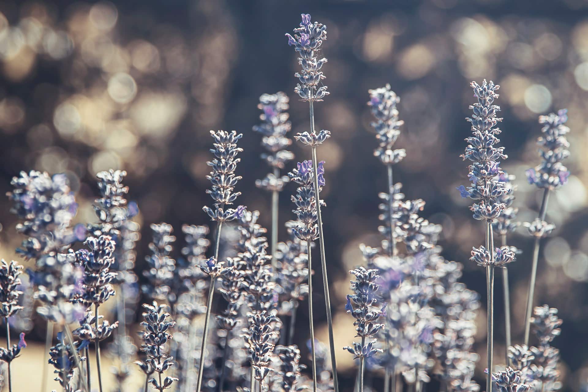 While we adore the smell of lavender, silverfish hate it.