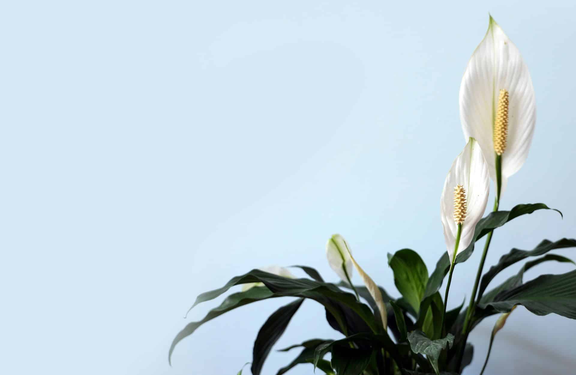 Peace lily.