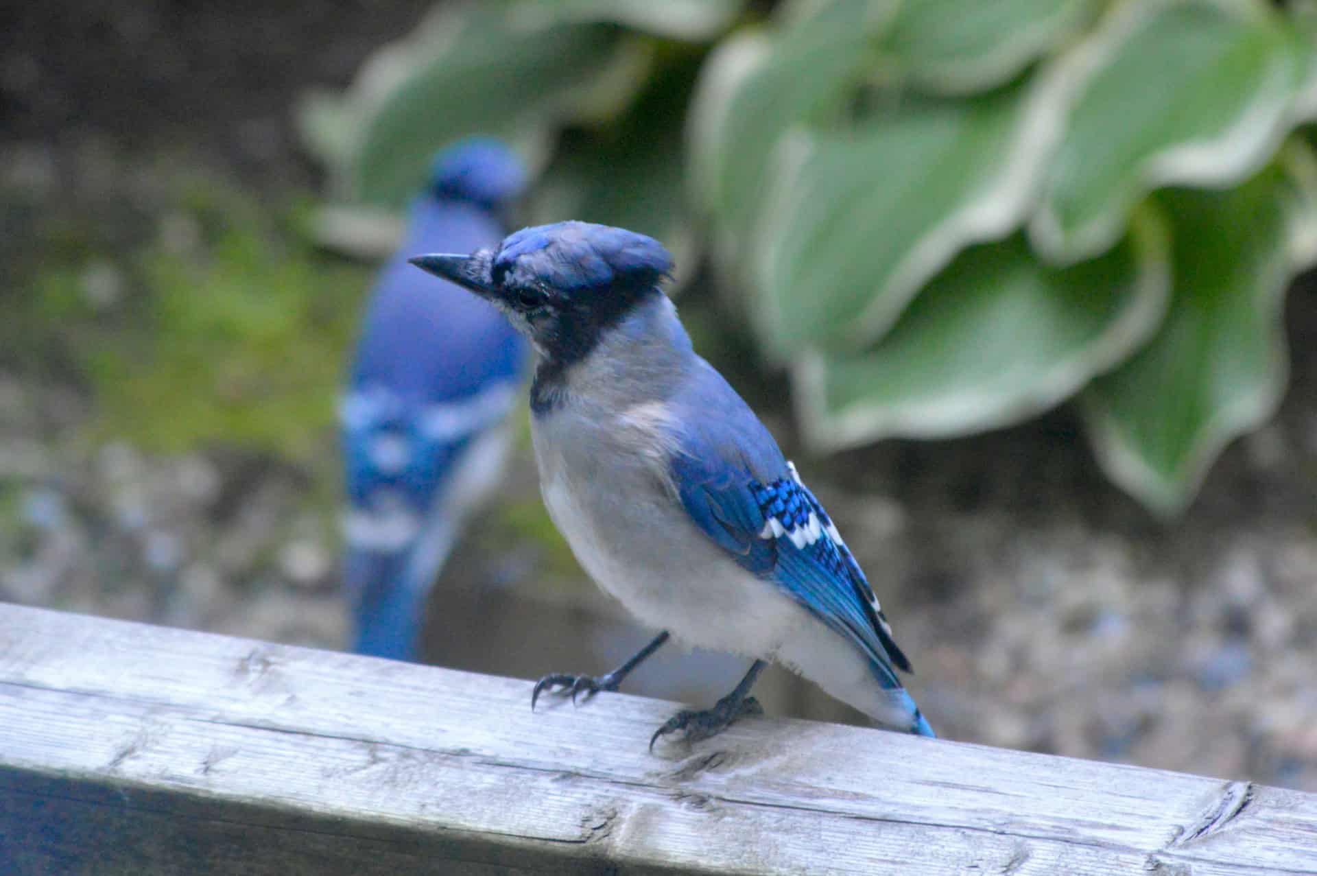 Blue Jays are territorial and defend nests.