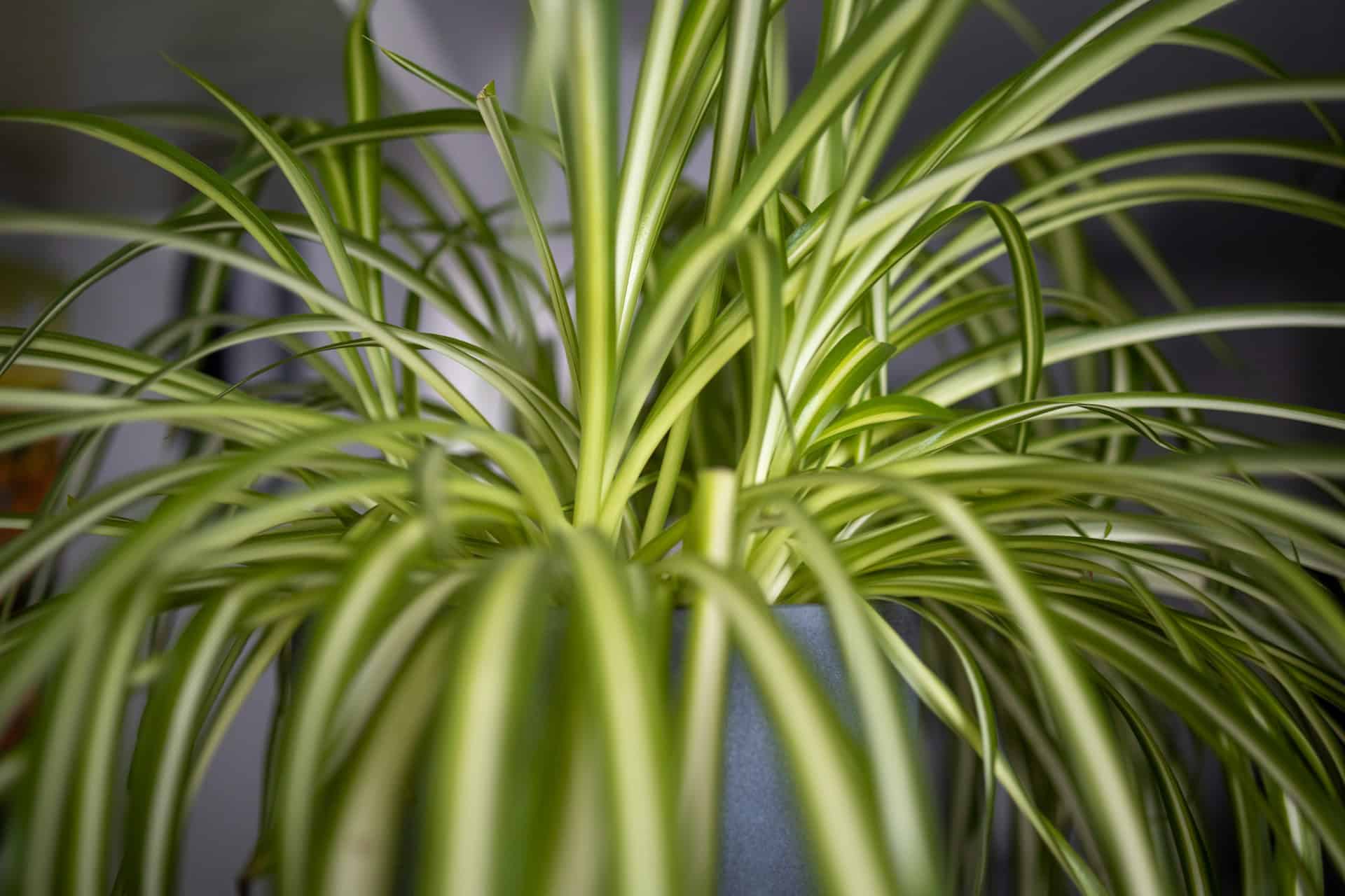 Spider plant.