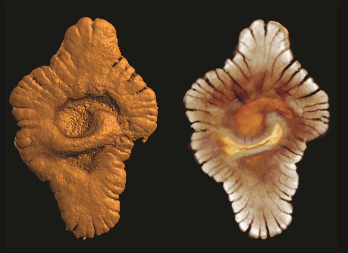 Recent Study Claims that Life Started 1.5 Billion Years Earlier than We Thought