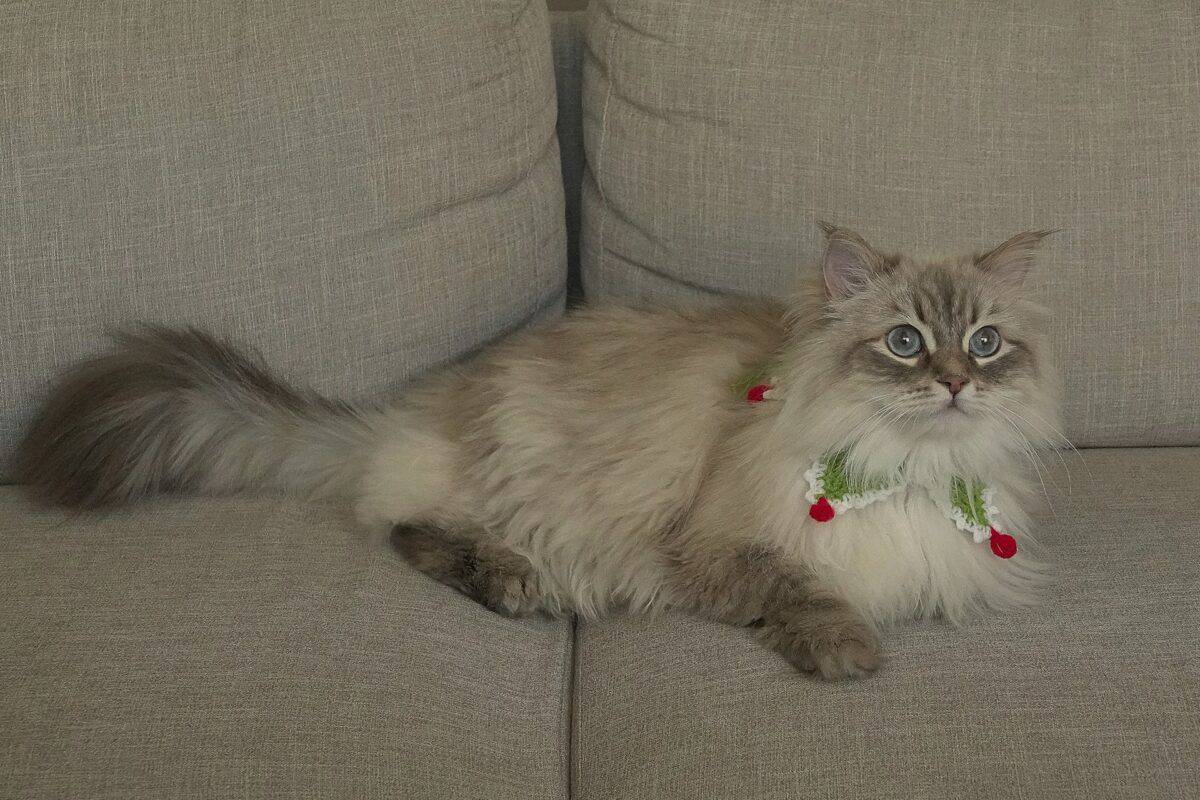 Christmas cat