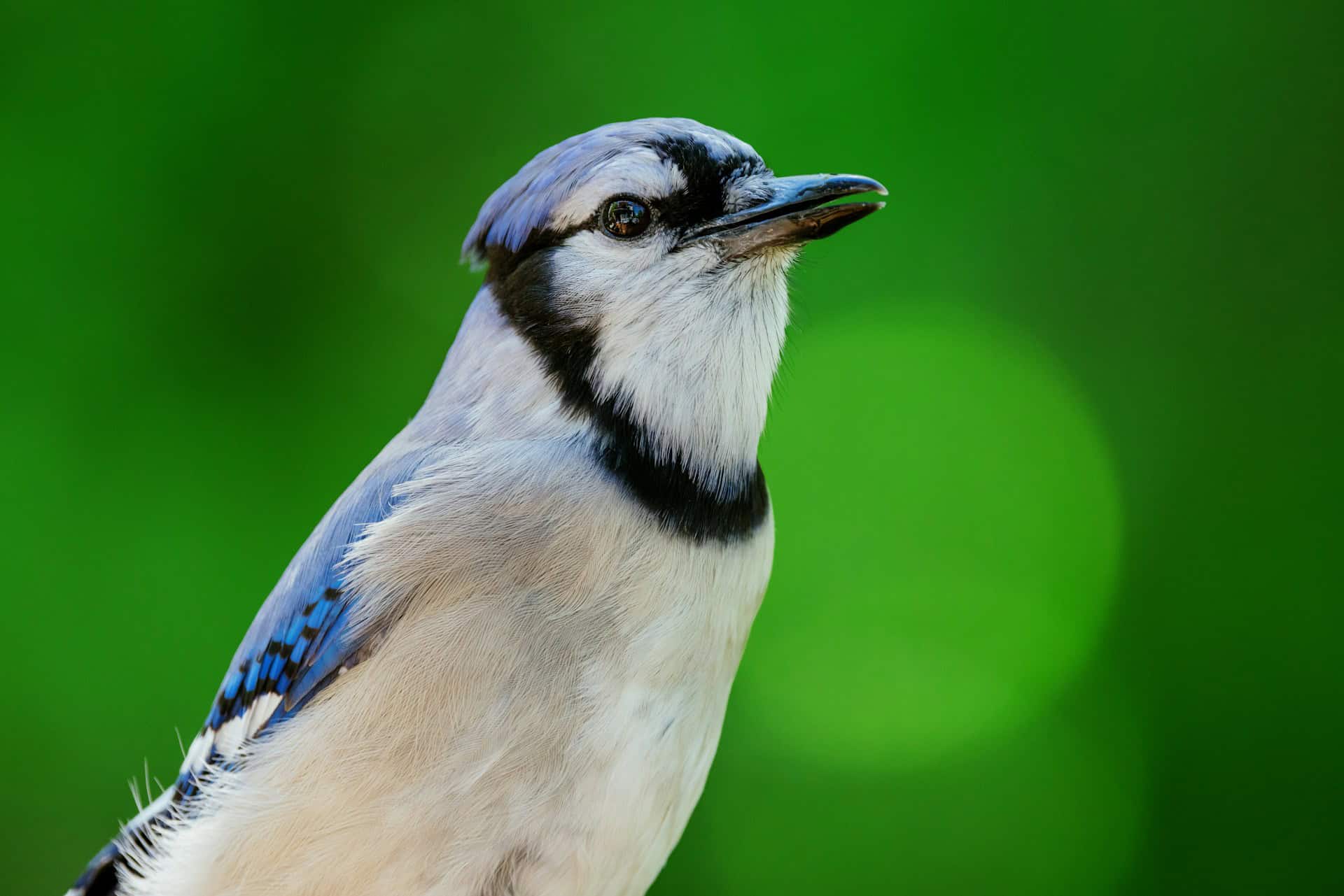 Blue Jay's often bury food for later use.