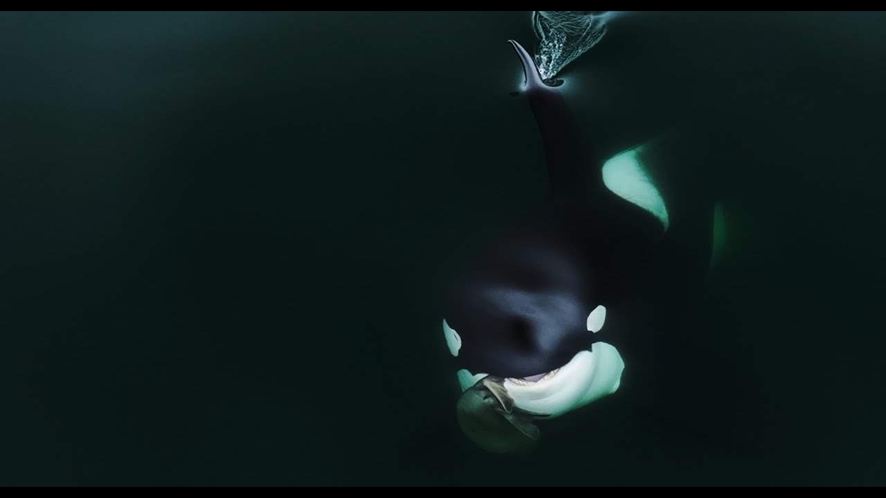 Massive Orca Captures Seal in Surreal Drone Footage