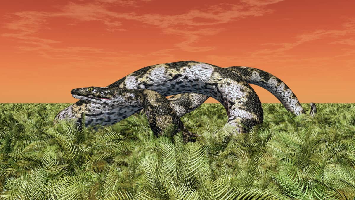 Titanoboa illustration in foliage.