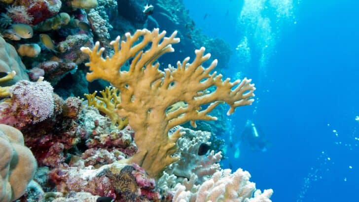 A Boost for Marine Ecosystems with Artificial Reefs