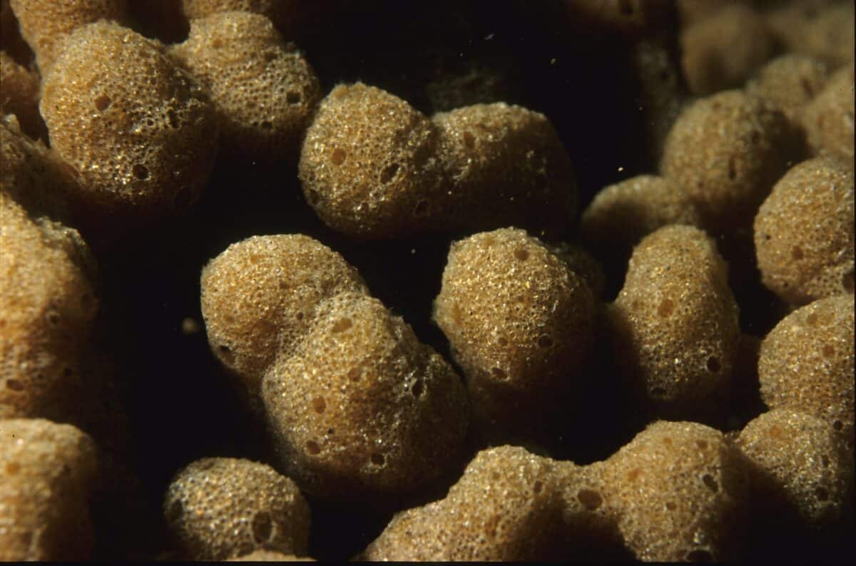 Sea sponge.