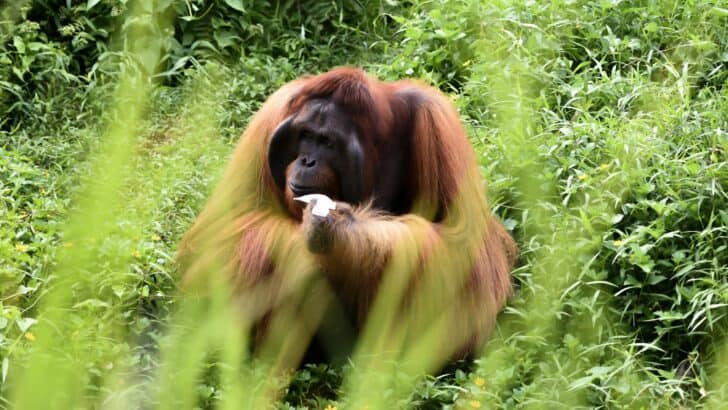 The Most Emotionally Intelligent Species After Humans