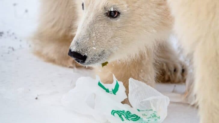 Impactful Photo Highlights How Polar Bears are Battling Pollution in the Arctic