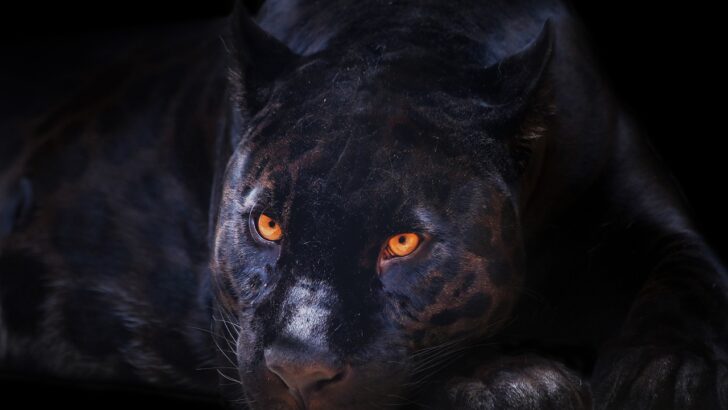 Top 8 Black Animals and Their Habitats