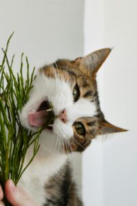 10 Common House Plants That Are Deadly To Pets and Some Safer Alternatives
