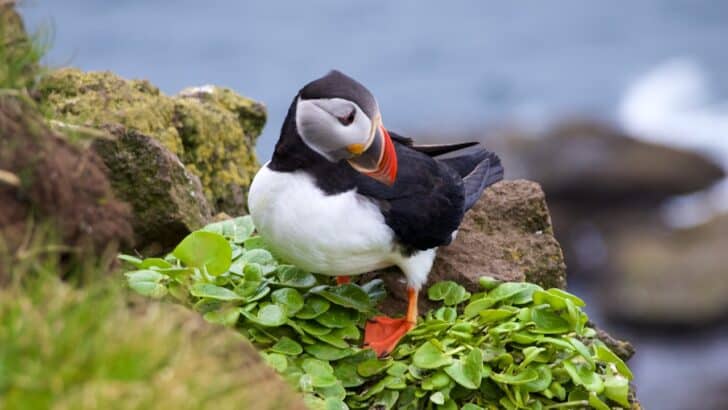 A Fight to Save The Last Puffins of Purbeck