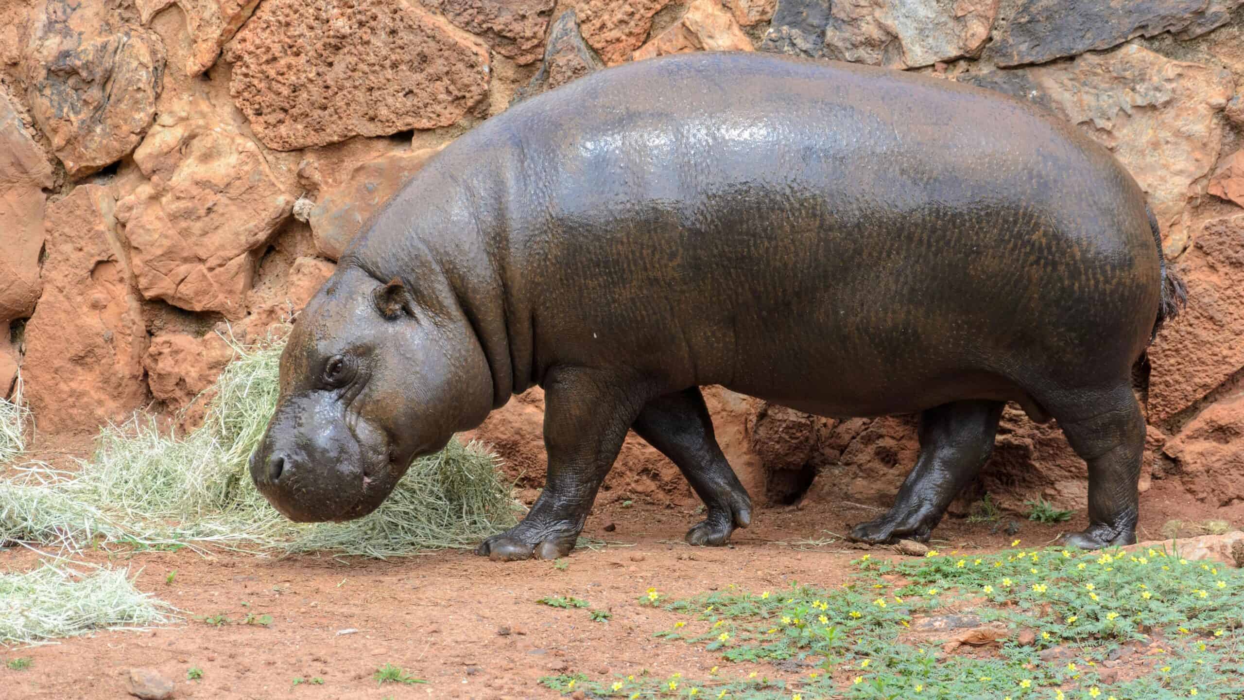 Pygmy hippo in zoo.