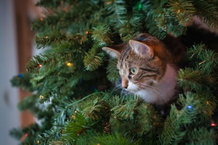 7 Tips For Keeping Cats Away From Christmas Trees