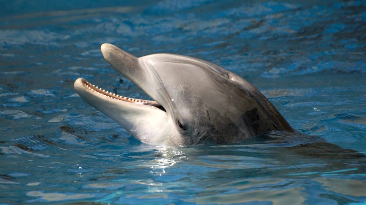 common dolphin