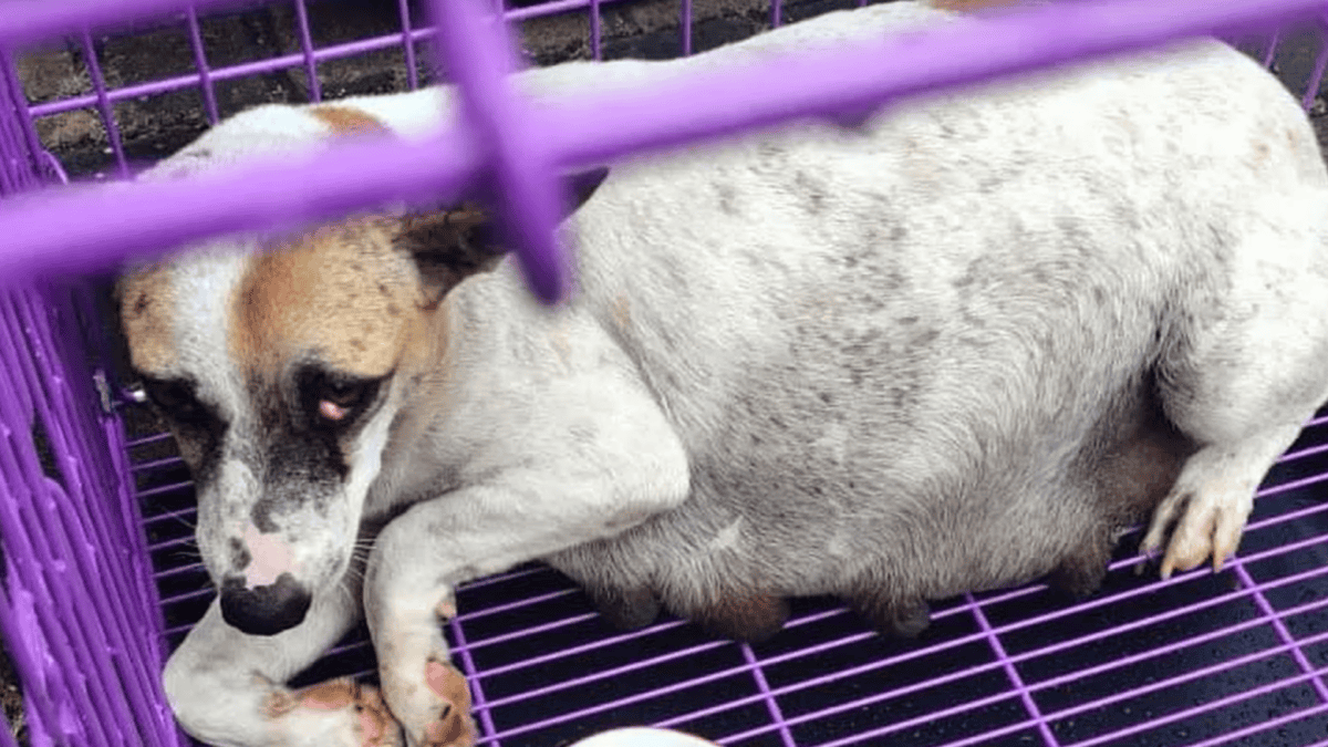 Pregnant dog rescued from street.