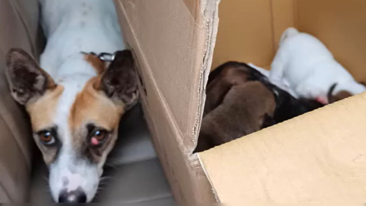 Rescued dog gives birth to 8 puppies.