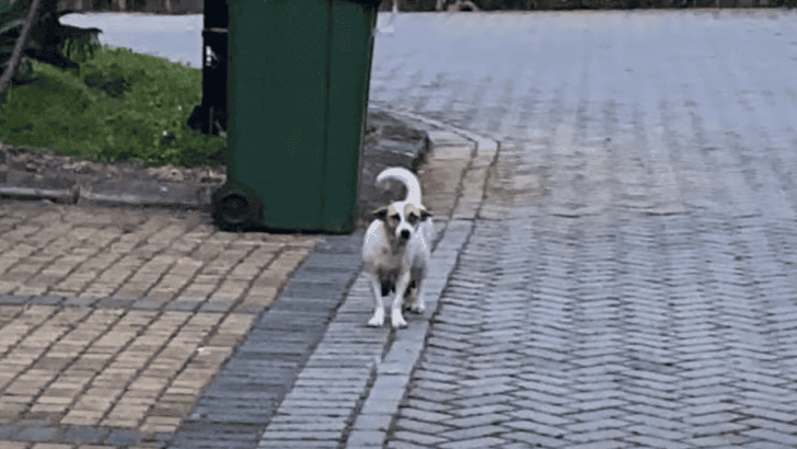 Pregnant & Desperate Dog Scoured the Streets for Someone to Help Her 