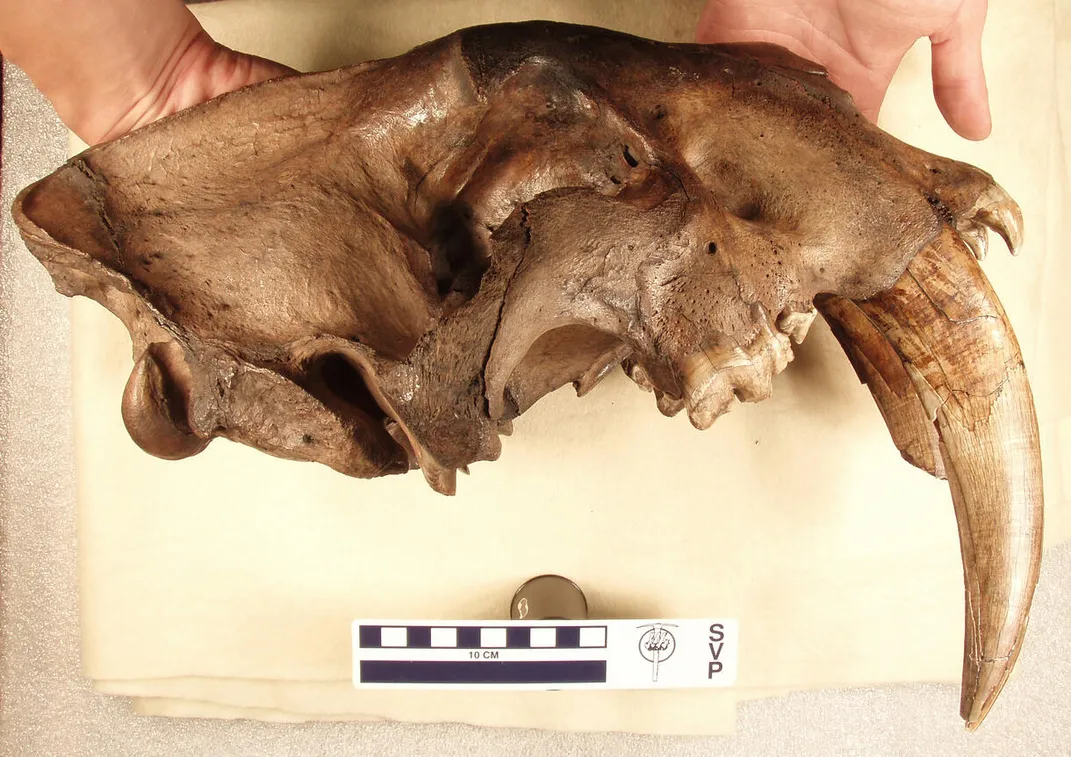 Mississippi Man Found 10,000-Year-Old Saber-Toothed Tiger Fossil