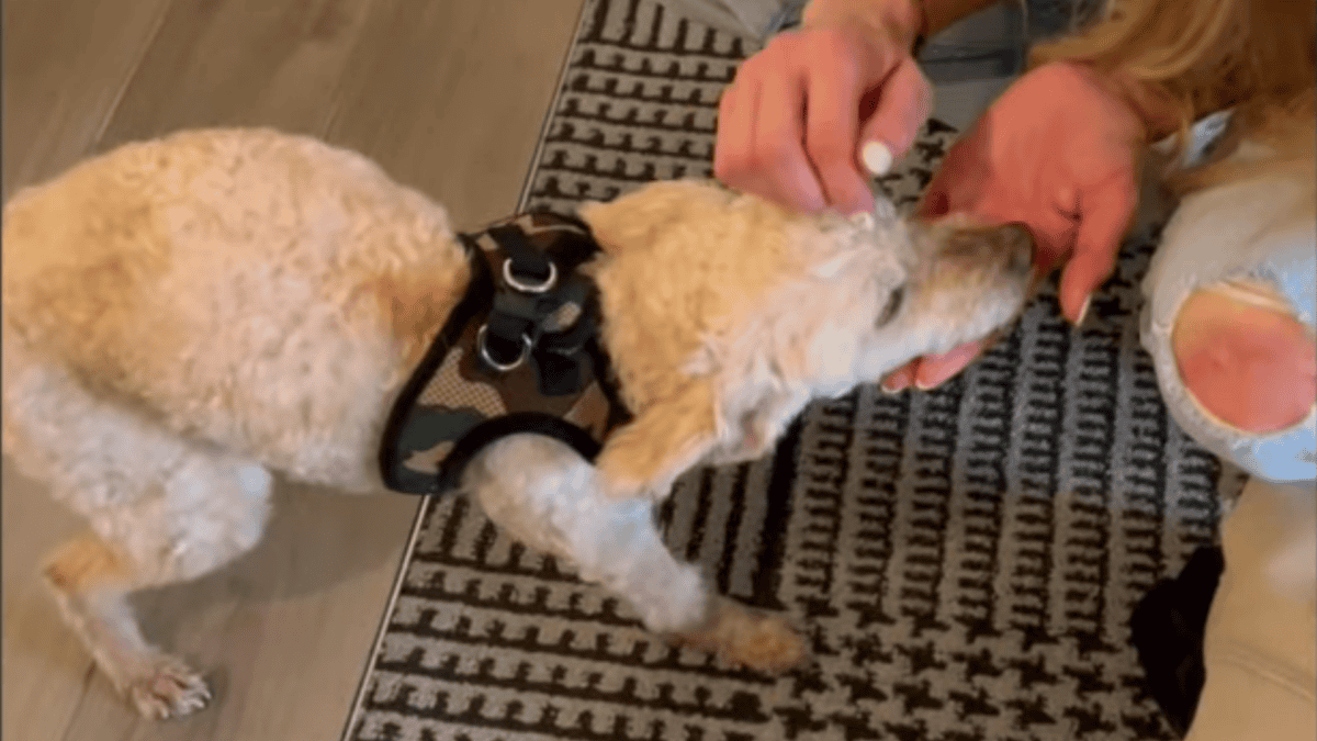 Rescued senior dog terrified of human touch.