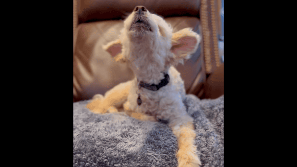 Rescued senior dog loves to sing to owner.