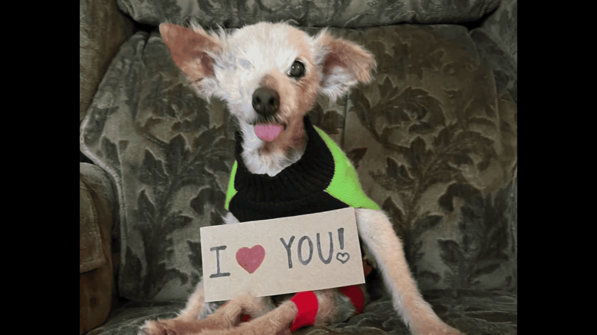Senior dog that passed away looks like rescued dog, Ralphie.