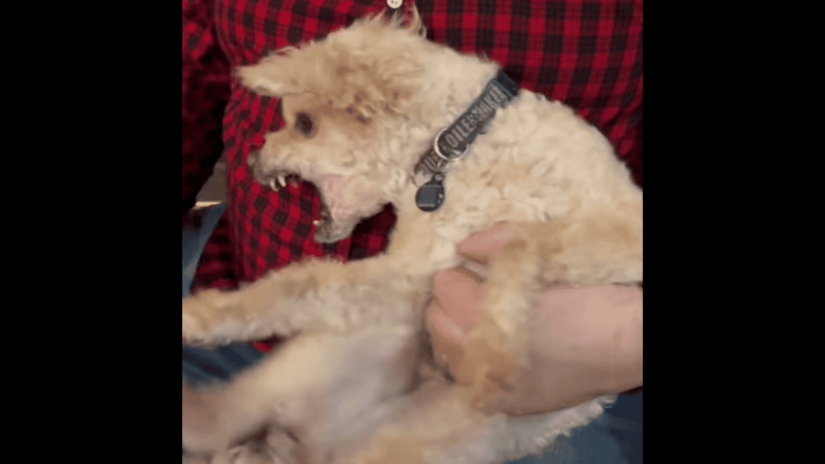 Rescued dog growls at new owner out of fear.