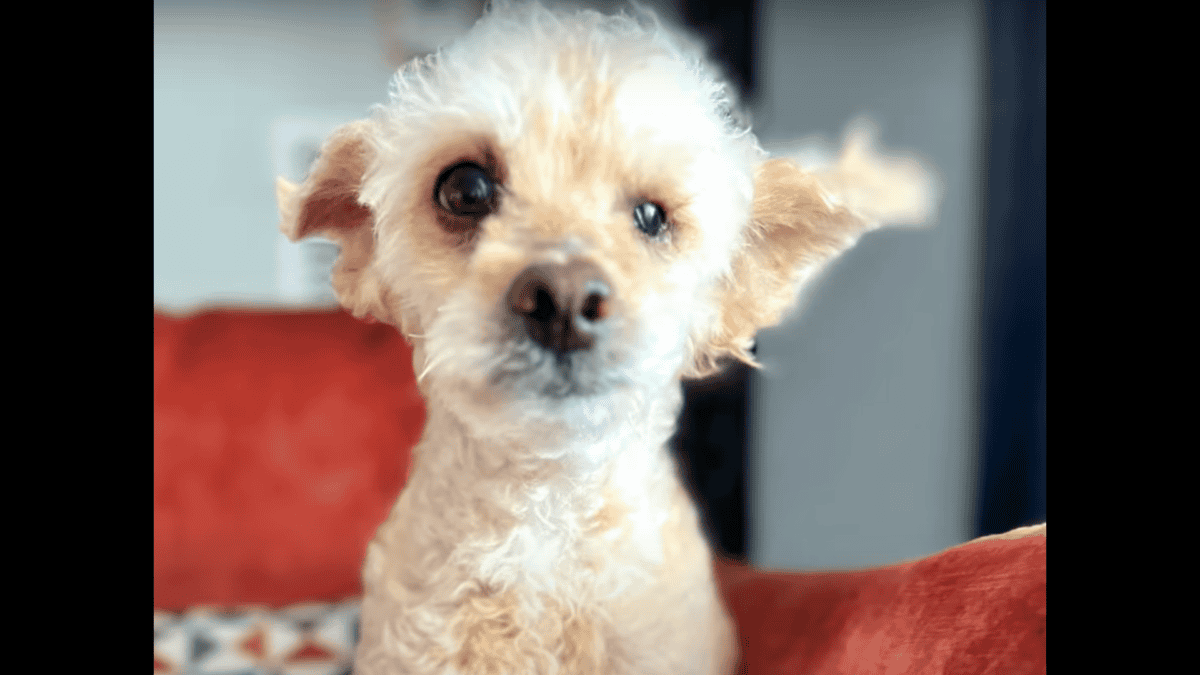 Dog, Ralphie, rescued from kill shelter.