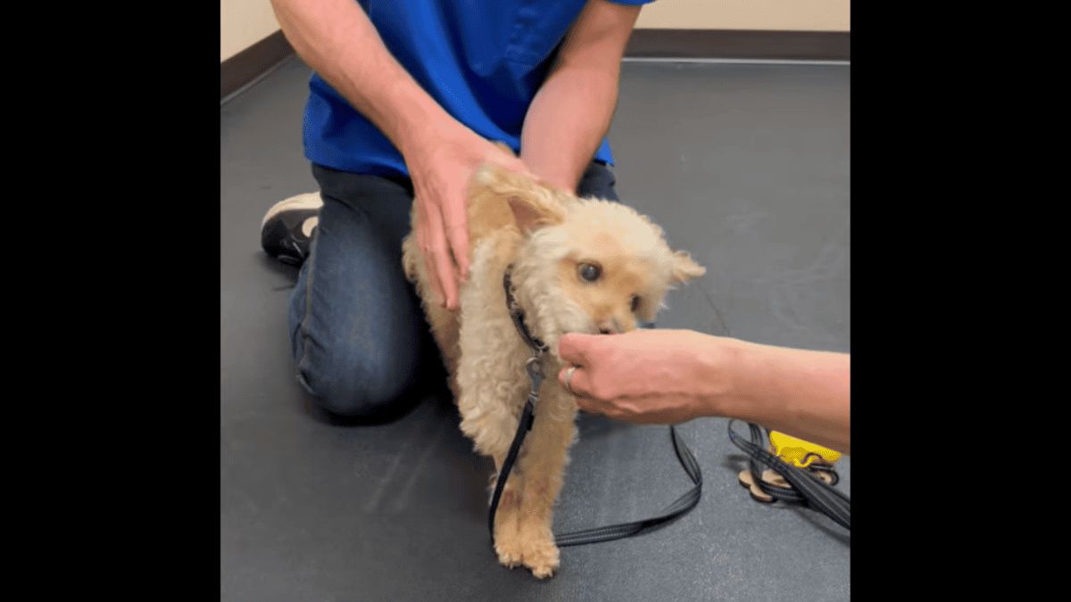 Rescued dog at vet getting treatment for hunched back.
