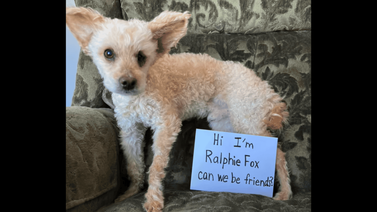 Senior dog slowly learning to trust again.