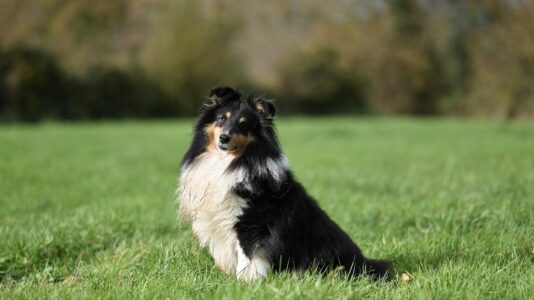 20 Pups That Top the Lists of Smartest Dog Breeds in The World