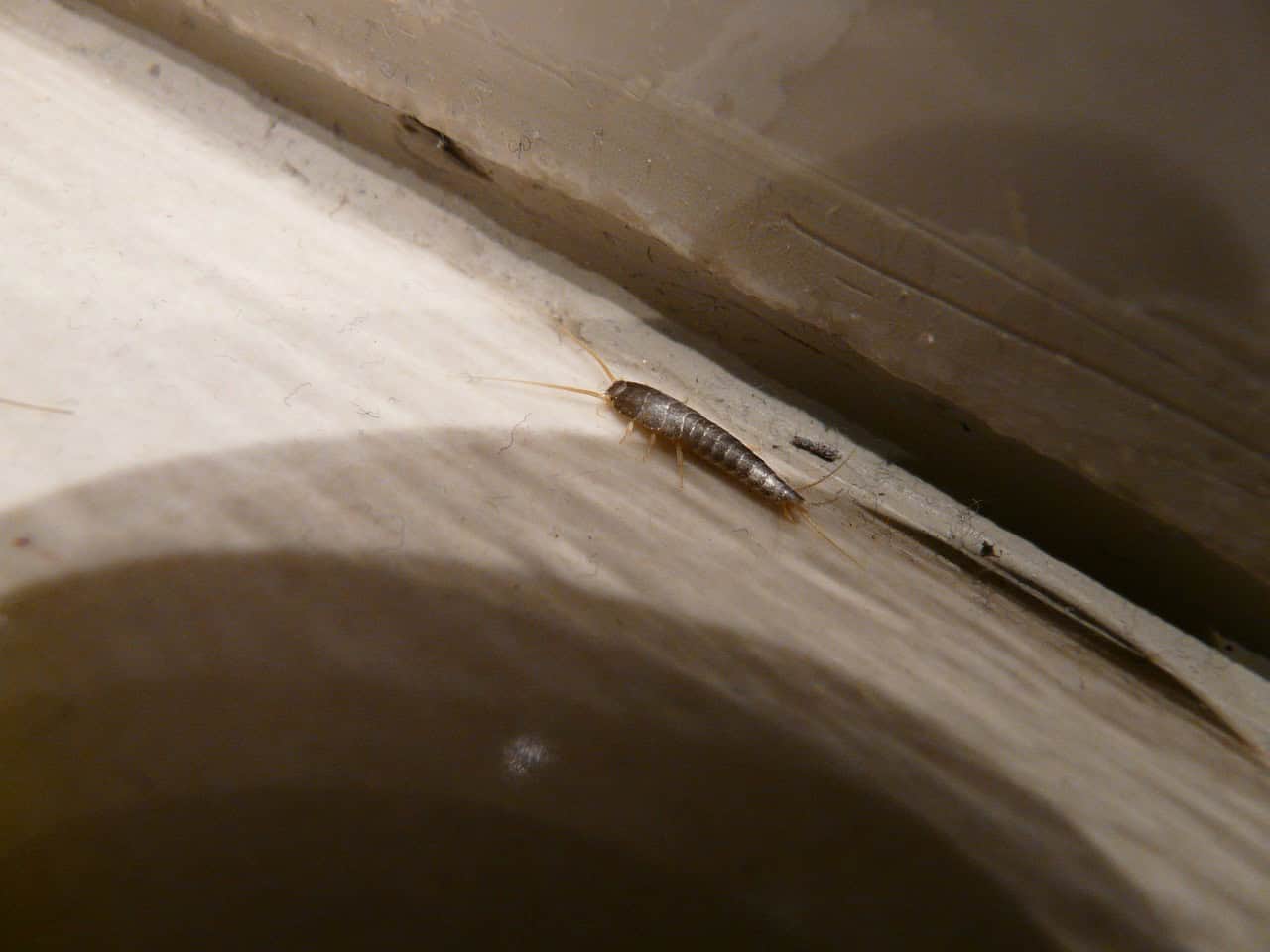 Cracks and crevices are the most common places to find silverfish in your home.