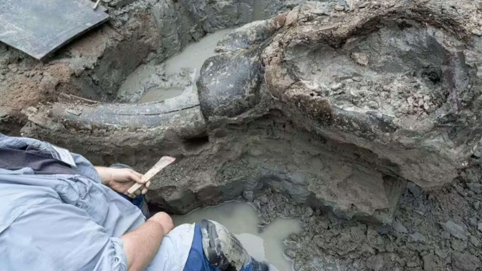 13,600-Year-Old Mastodon Skull Unveils Possible Human Interaction in Ancient Iowa
