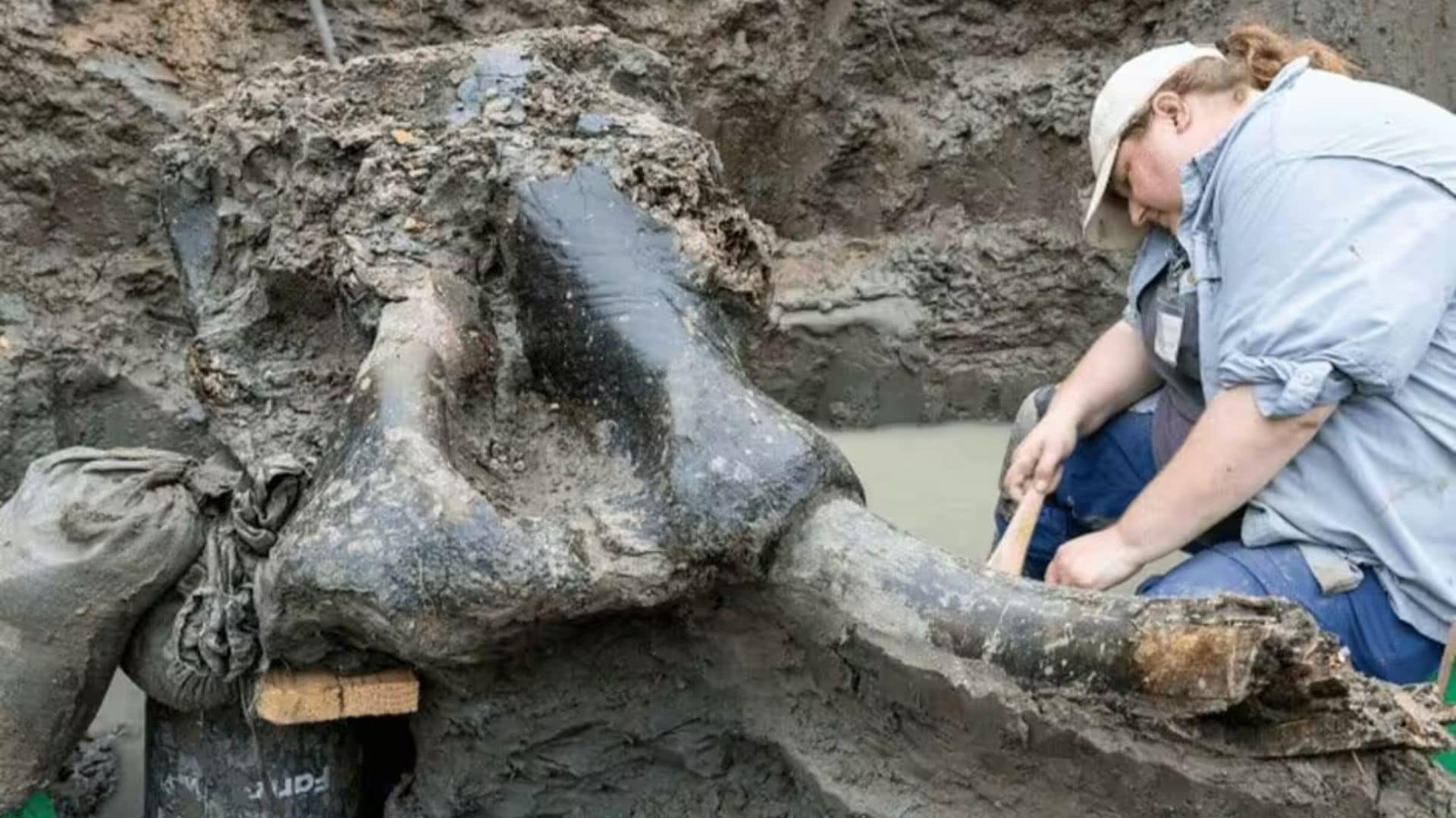 13,600-Year-Old Mastodon Skull Unveils Possible Human Interaction in Ancient Iowa