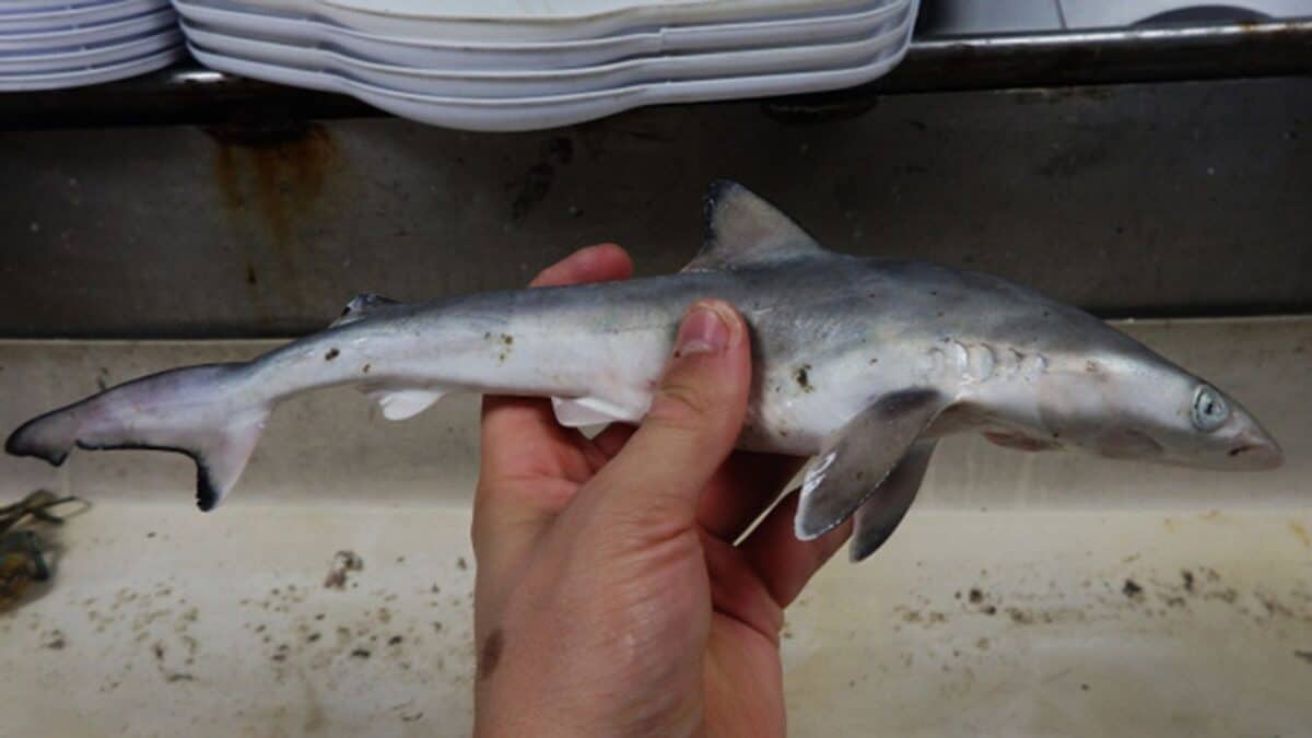 Shocking Findings: Sharks Off Brazil Coast Contaminated with Cocaine
